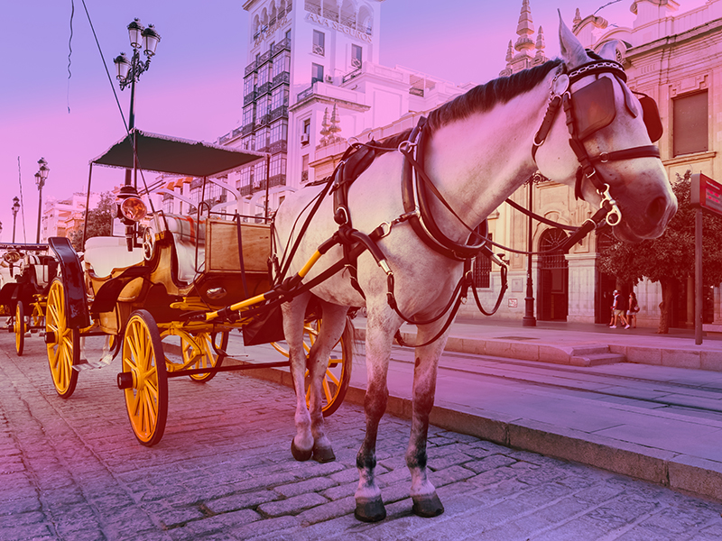 Horse Carriage for Wedding